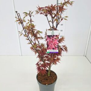 Acer palmatum Pixie Acer palm. 'Pixie' 60-80C7
(1 Plants/Order)(25cmP 80cmH)
