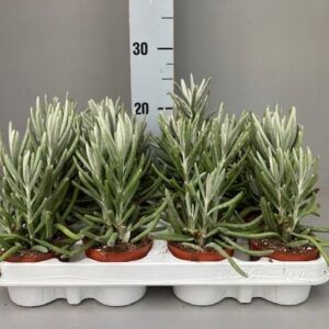 Senecio Senecio pyramidatus
(12 Plants/Order)(8.5cmP 20cmH)