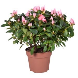 Rhododendron Thesla Azalea 'Thesla' salmon 14cm
(6 Plants/Order)(14cmP 35cmH)