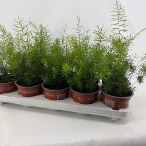 Asparagus Sprengeri Asparagus Sprengeri
(10 Plants/Order)(12cmP 35cmH)