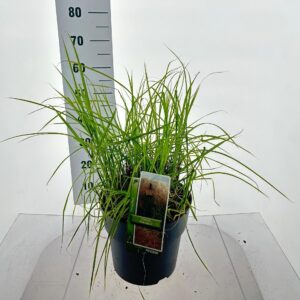 Miscanthus sinensis Miscanthus sin. 'Pink Cloud'
(1 Plants/Order)(29cmP 55cmH)
