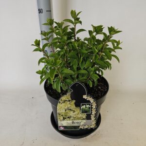 Hydrangea paniculata Hydrangea paniculata Bobo
(1 Plants/Order)(29cmP 60cmH)