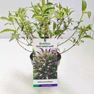 Buddleja Buddleja dav. Duo Violet-Wit 25-30C2
(1 Plants/Order)(17cmP 30cmH)