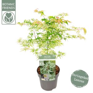 Acer palmatum Ukigumo Acer palm. 'Ukigumo'
(1 Plants/Order)(19cmP 65cmH)