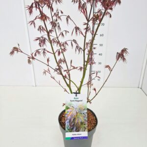 Acer palmatum Sumi-nagashi Acer palm. 'Sumi-nagashi' 60-80C7
(1 Plants/Order)(25cmP 80cmH)
