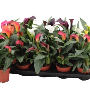 Zantedeschia mixed 3+ Zantedeschia mixed Diamond Selection
(12 Plants/Order)(9cmP 20cmH)