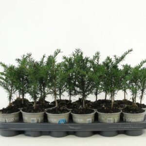 Taxus baccata Taxus baccata
(18 Plants/Order)(9cmP 25cmH)