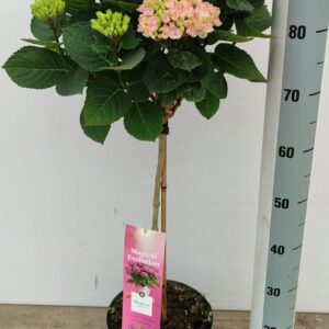 Hydrangea Magical Revolution Hydrangea Magical® Revolution pink Pot 23cm stam 5+
(1 Plants/Order)(23cmP 90cmH)