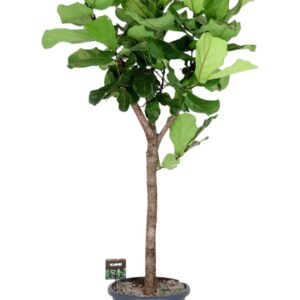 Ficus lyrata Ficus Lyrata op stam
(1 Plants/Order)(45cmP 250cmH)