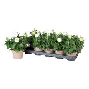 Platycodon grandiflorus Astra Whit Platycodon Astra white
(10 Plants/Order)(12cmP 25cmH)