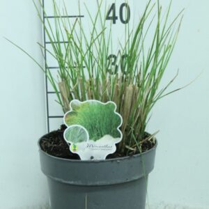 Miscanthus sinensis Gracillimus Miscanthus sinensis 'Gracillimus' P23
(1 Plants/Order)(23cmP 40cmH)