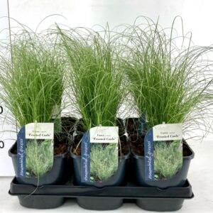 Carex comans Frosted Curls Carex comans Frosted Curls
(6 Plants/Order)(17cmP 30cmH)
