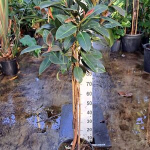 Ficus Melany Ficus Elastica Melany gedraaide stam
(1 Plants/Order)(35cmP 160cmH)
