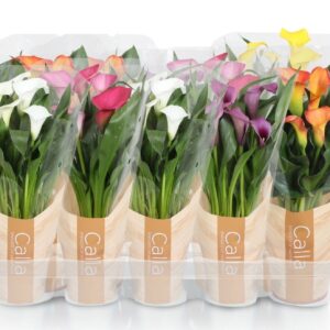 Zantedeschia mixed Zantedeschia mixed Calla mix in bedrukte hoes
(10 Plants/Order)(12cmP 40cmH)