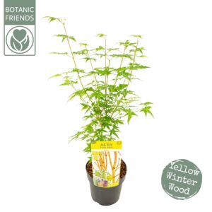Acer palmatum Acer palm. 'Bi hoo'
(1 Plants/Order)(19cmP 55cmH)
