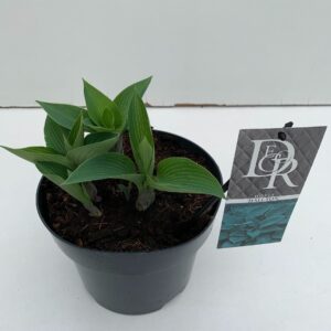 Hosta tardiana Halcyon Hosta 'Halcyon'
(1 Plants/Order)(19cmP 30cmH)