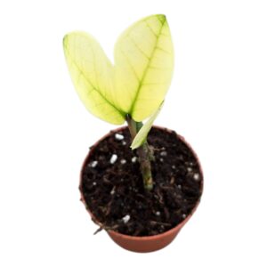 Zamioculcas zamiifolia Chameleon Zamioculcas Chameleon
(5 Plants/Order)(7cmP 15cmH)