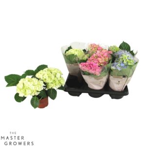 Hydrangea Hydrangea macr. mixed 10cm 2kop
(8 Plants/Order)(10cmP 22cmH)