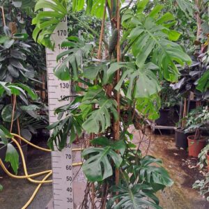 Monstera deliciosa Monstera Deliciosa 210
(1 Plants/Order)(35cmP 210cmH)