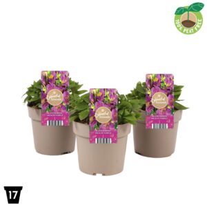 Alstroemeria other Alstroemeria Incalys 'Purple'
(1 Plants/Order)(17cmP 30cmH)