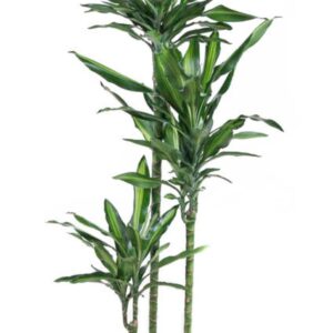 Dracaena Cintho Dracaena Cintho 90-60-30
(1 Plants/Order)(24cmP 140cmH)