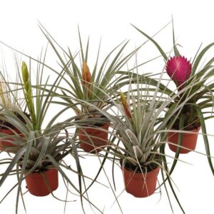 Tillandsia mixed Tillandsia mix 9cm
(12 Plants/Order)(9cmP 30cmH)