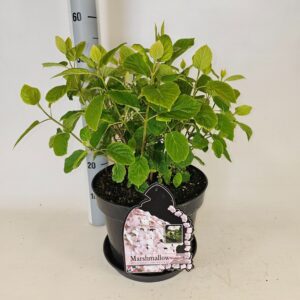 Hydrangea arborescens Hydrangea arborescens Marshmallow
(1 Plants/Order)(29cmP 80cmH)