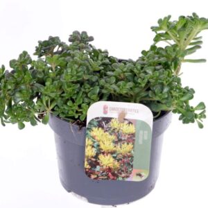 Sedum oreganum Sedum oreganum
(8 Plants/Order)(13cmP 20cmH)