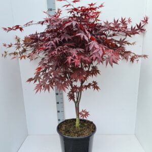 Acer palmatum Bloodgood Acer palmatum 'Bloodgood'
(1 Plants/Order)(36cmP 130cmH)