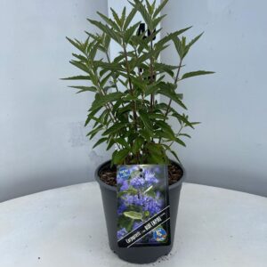 Caryopteris x clandonensis Caryopteris cland. Blue Empire ('Elst33'PBR)
(1 Plants/Order)(17cmP 40cmH)