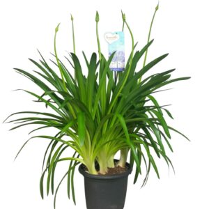Agapanthus Big Blue Agapanthus Big Blue, 4-5 Ripsen
(1 Plants/Order)(30cmP 130cmH)