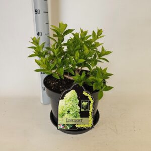 Hydrangea paniculata Limelight Hydrangea paniculata 'Limelight' (kopie)
(1 Plants/Order)(29cmP 80cmH)
