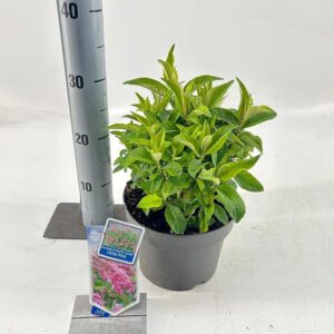 Buddleja Butterfly Candy Little Pin Buddleja d. Butt. Candy® Little Pink ('BotEx 005'PBR)
(1 Plants/Order)(19cmP 35cmH)