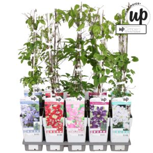 Clematis Clematis Strong and Easy mix tray P15
(10 Plants/Order)(15cmP 65cmH)