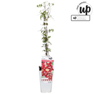 Clematis Clematis Strong and Easy Red - Vitiwester P15
(10 Plants/Order)(15cmP 65cmH)