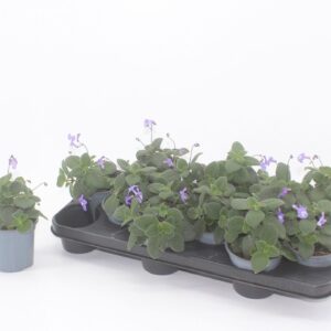 Streptocarpus saxo Streptocarpus 10,5 cm
(12 Plants/Order)(10.5cmP 20cmH)