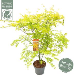 Acer palmatum Acer palm. 'Orange Lace' ® C14 struik
(1 Plants/Order)(30cmP 130cmH)