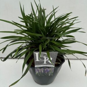 Liriope Moneymaker Liriope 'Moneymaker'
(1 Plants/Order)(23cmP 70cmH)