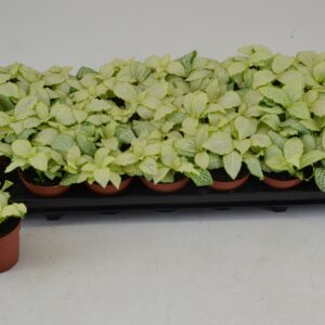 Fittonia Mosaic Lemon FITTONIA LEMON 8,5 CM
(21 Plants/Order)(8.5cmP 12cmH)