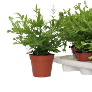 Pteris Mayi Pteris Cretica 'Mayi'
(10 Plants/Order)(12cmP 30cmH)