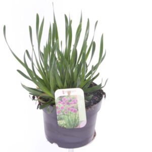 Allium schoenoprasum Allium millenium
(6 Plants/Order)(17cmP 30cmH)