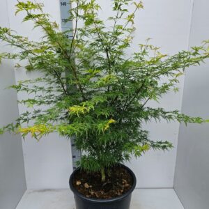 Acer palmatum Seiryu Acer palmatum 'Seiryu'
(1 Plants/Order)(43cmP 150cmH)