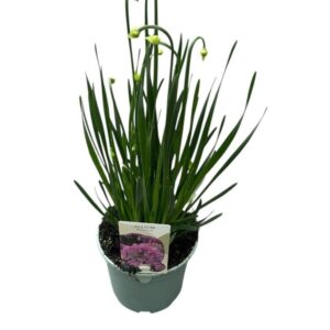 Droge Bulbs Allium Ball Allium Millenium
(1 Plants/Order)(17cmP 40cmH)