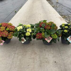 Hydrangea macrophylla Hydrangea macr. Mixkar, 20+kn/bl
(1 Plants/Order)(30cmP 55cmH)