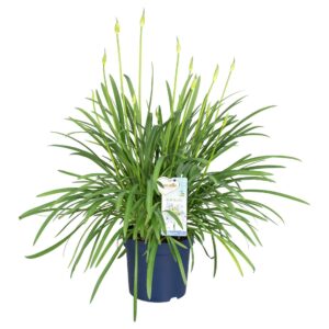 Agapanthus Amourette Blue Blush Agapanthus Amourette Blue Blush, 12+ spike
(1 Plants/Order)(23cmP 45cmH)
