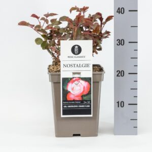 Rosa other Rosa (TH) Nostalgie ®, C5
(1 Plants/Order)(23cmP 35cmH)