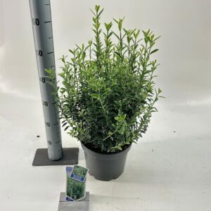 Euonymus Microphyllus Albovariegatu Euonymus jap. 'Micr. Albovariegatus'
(1 Plants/Order)(23cmP 40cmH)
