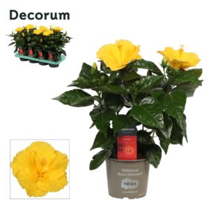 Hibiscus Aura Decorum Hibiscus Aura dark yellow
(8 Plants/Order)(13cmP 35cmH)