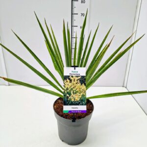 Yucca filamentosa Yucca filamentosa C7
(1 Plants/Order)(23cmP 60cmH)