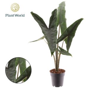 Alocasia zebrina Alocasia Tigrina Superba
(7 Plants/Order)(14cmP 45cmH)